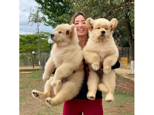 PoulaTo: Εγγεγραμμένα κουτάβια Golden Retriever