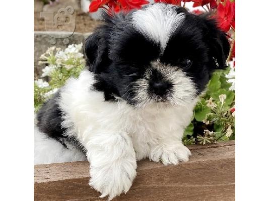PoulaTo: Shih Tzu κουτάβια
