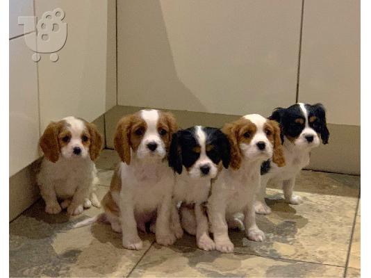 PoulaTo: Πανέμορφο κορίτσι Cavalier King Charles