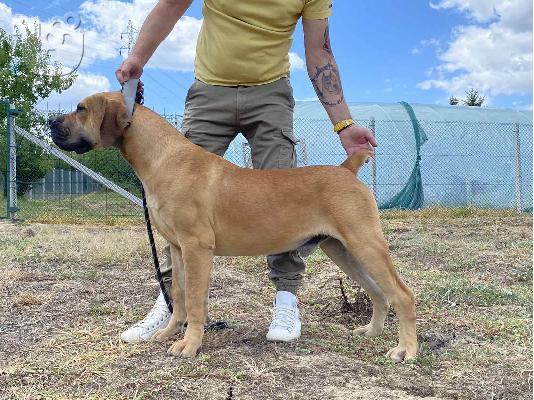 Νοτιοαφρικανικό Mastiff- Boerboel κουτάβια