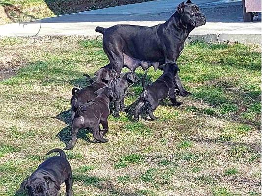 Cane Corso κουτάβια