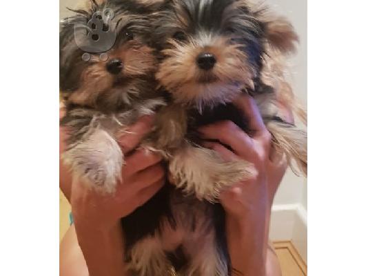 Χαριτωμένο κουτάβι τσαγιού Yorkie για υιοθεσία