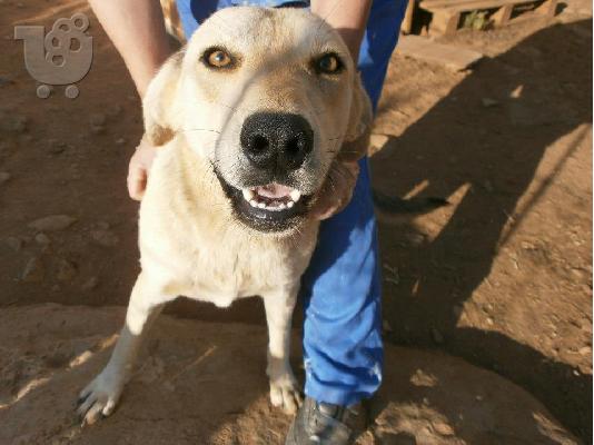 Η Ζαχαρενια Ψαχνει Σπιτακι