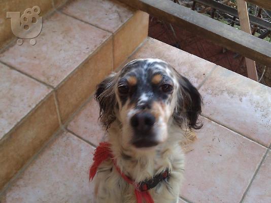 Κουκλα σκυλιτσα χαριζεται