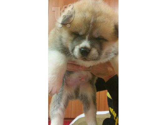 PoulaTo: akita inu 21 ημερων