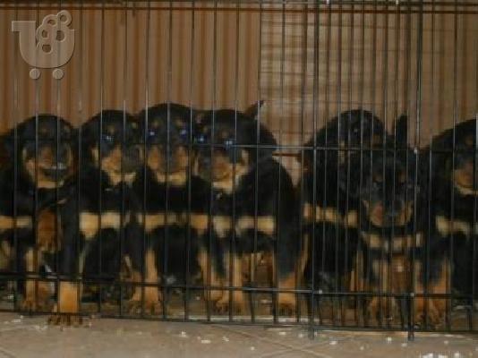 PoulaTo: Rottweiler καθαροαιμα με PEDIGREE 6979314054 ΚΡΗΤΗ-ΑΘΗΝΑ-ΘΕΣΣΑΛΟΝΙΚΗ