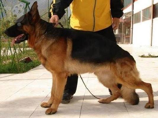 German Shepherd καθαροαιμα -ΘΕΣΣΑΛΟΝΙΚΗ 6988190151