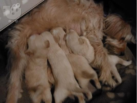 Κανις με τεριε