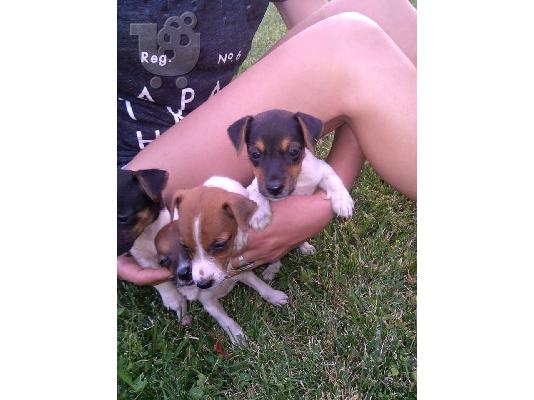 Jack Russell καθαροαιμα --6979314054 ΚΡΗΤΗ----ΡΟΔΟΣ