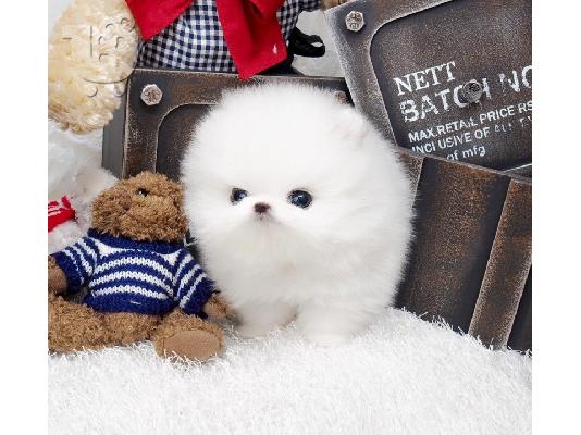 PoulaTo: κουτάβια pomeranian
