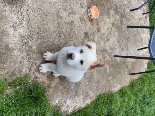 Υπέροχα ιαπωνικά κουτάβια Akita Inu