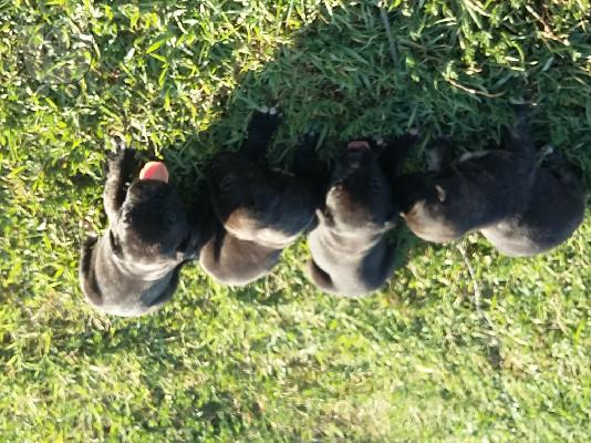 Πρεσα καναριο