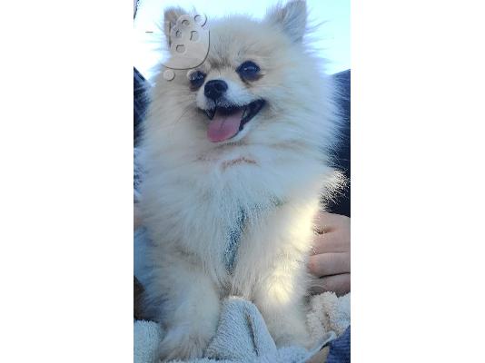 PoulaTo: POMERANIAN Mini Θηλυκό