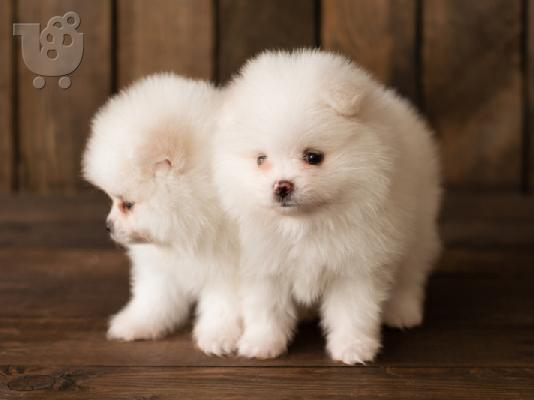 PoulaTo: Χαριτωμένα κουτάβια Pomeranian μωρών