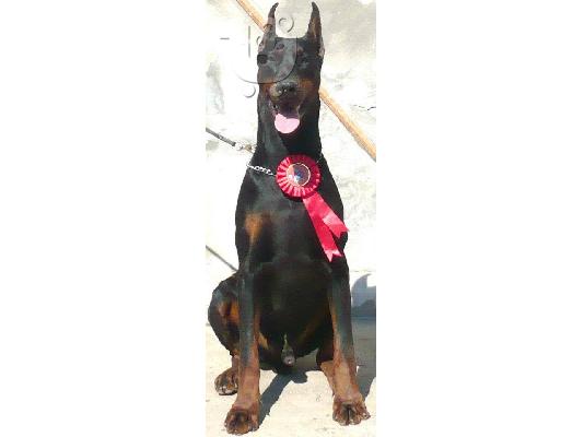 Ντοπερμαν καθαροαιμα