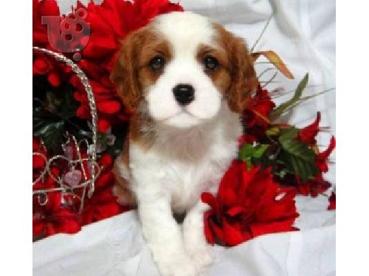 PoulaTo: Ο Cavalier King Charles ΠΑΝΩ ΤΩΡΑ ΕΔΩ ...........