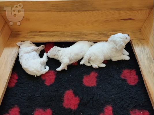 Bichon Frize κουτάβια