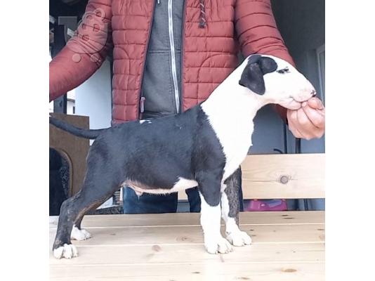 Bull Terrier κουτάβια