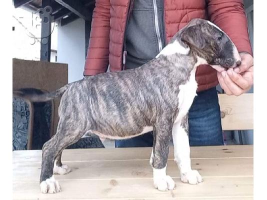 Bull Terrier κουτάβια