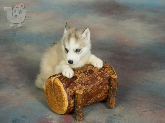 HUSKY SIBERIAN-ΧΑΣΚΥ