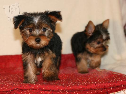 PoulaTo: Yorkshire terrier super pocket, Αττική (€ 110.00 )
