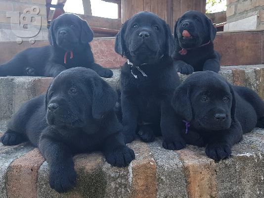 PoulaTo: Labrador retriever puppies