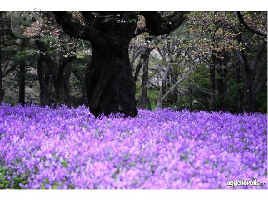 35 Σποροι Orychophragmus Violaceus