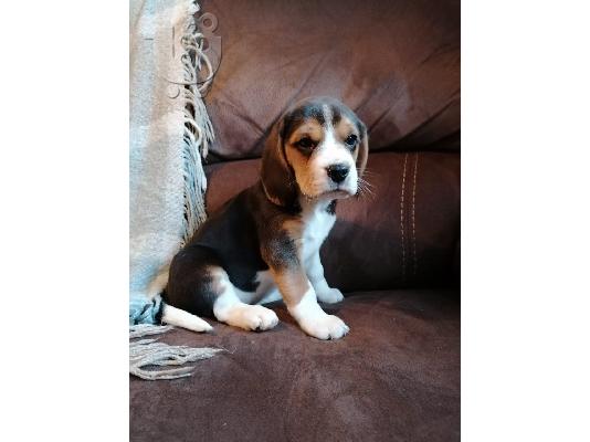 PoulaTo: Διαθέσιμα κουτάβια Beagle