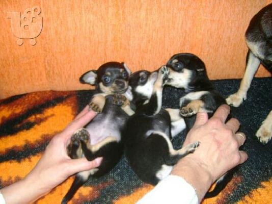 PoulaTo: mini pincher