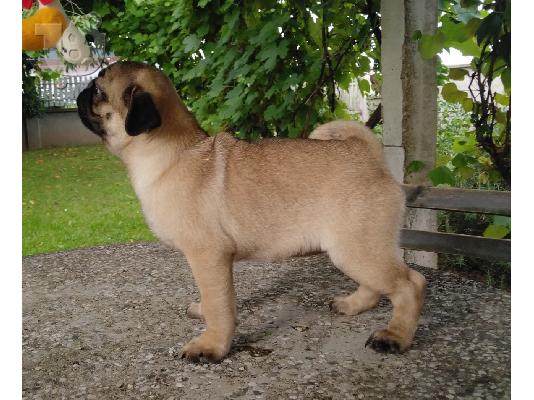 Pug κουτάβια