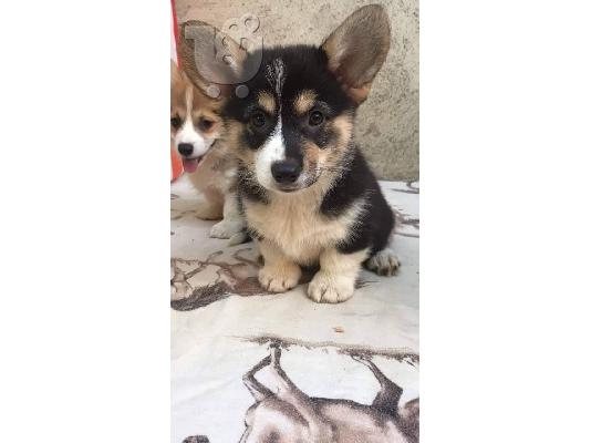 Welsh κουτάβια corgi
