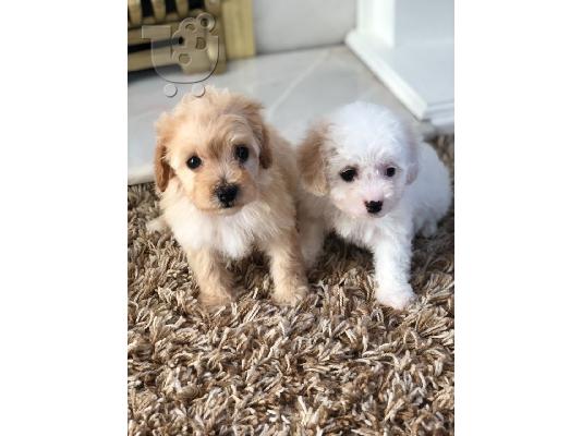 Έχουμε αρσενικό και θηλυκό cavapoo