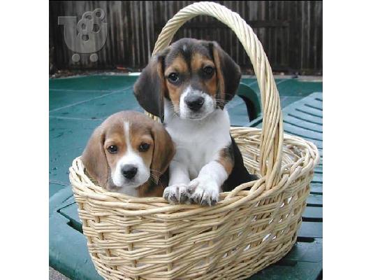 Διαθέσιμα όμορφα κουτάβια Beagle