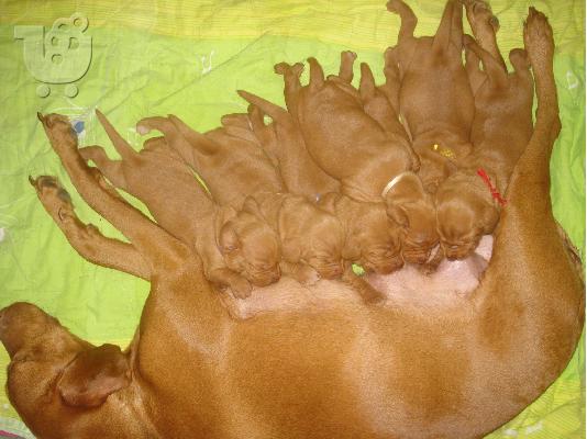 Κουταβάκια θηλυκά Vizsla