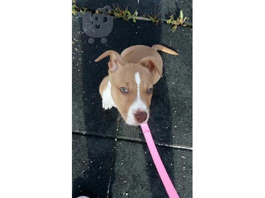 PoulaTo: pit bull american stuff