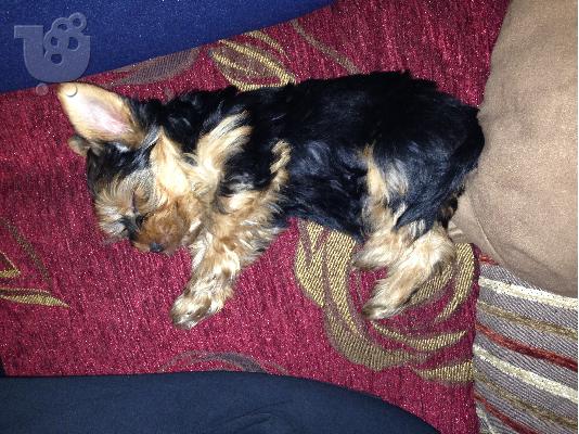 Κοριτσάκι - Yorkshire Terrier