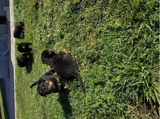 Rottweiler