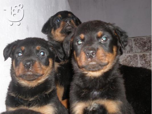 Kαλή τιμή!!!.Πουλάω όμορφα κουτάβια ράτσα ROTTWEILER- Ροτβαιλερ -250 euro...