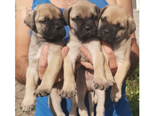 Bullmastiff κουτάβια