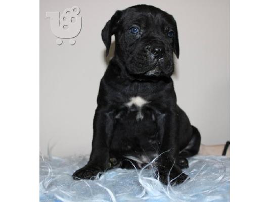 Cane Corso κουτάβια