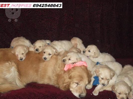 PoulaTo: GOLDEN RETRIVER