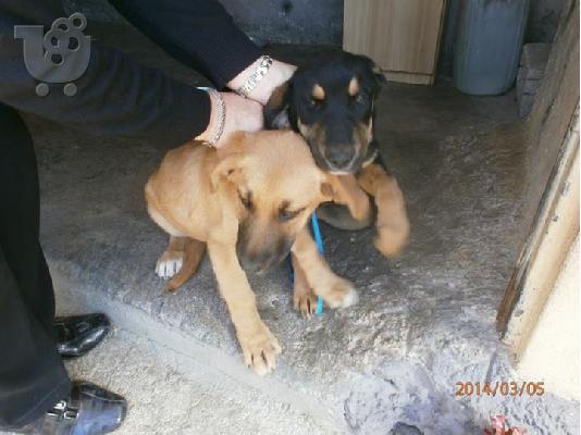 Μεγαλοσωμες κουταβινες