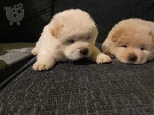 ΔΙΑΘΕΣΙΜΑ LOVELY CHOW CHOW PUPPY