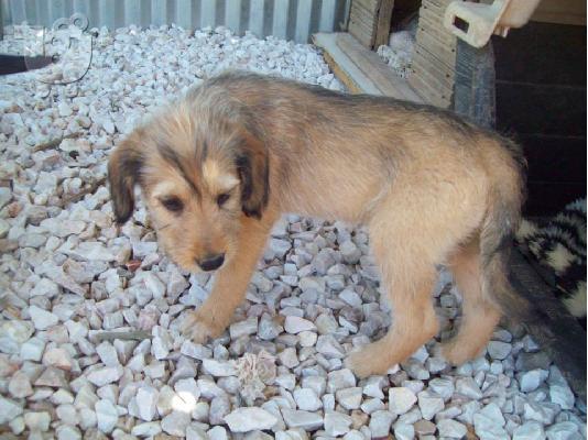 Κουταβακια 2 μηνων χαριζονται