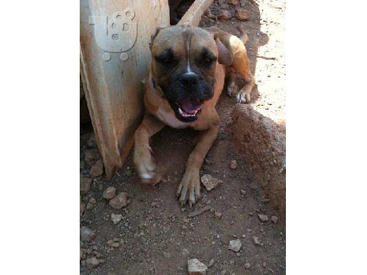 PoulaTo: Μποξερ βρεθηκε στο Περαμα