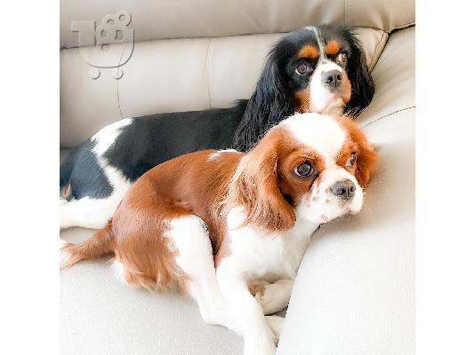 PoulaTo: Κουτάβια Cavalier King Charles Spaniel