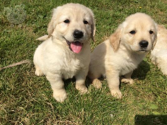 Όμορφα Golden Retriever κουτάβια