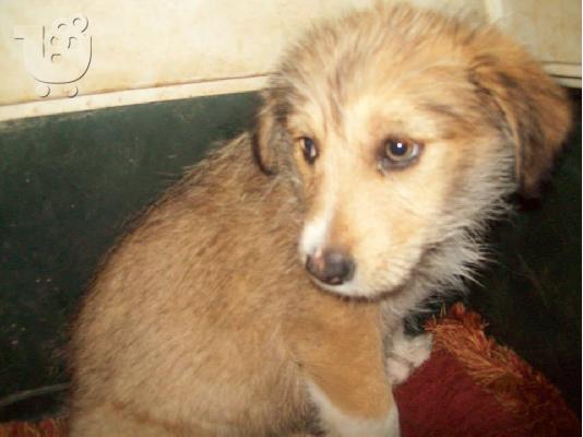 Κουταβακια χαριζονται