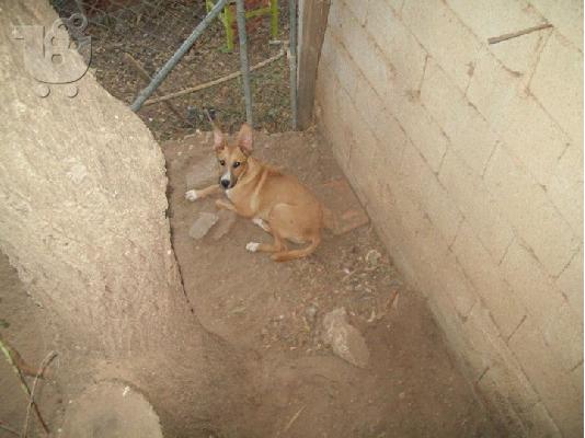 Νεαρο σκυλακι  χαριζεται