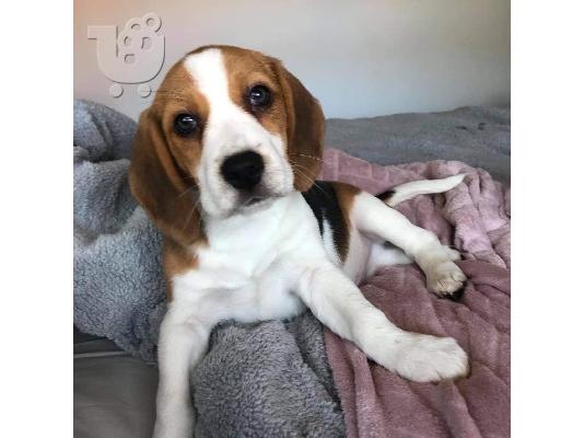 Εδώ παρουσιάζουμε τα υπέροχα κουτάβια Beagle που είναι έτοιμα να επαναπροσδιοριστούν,...